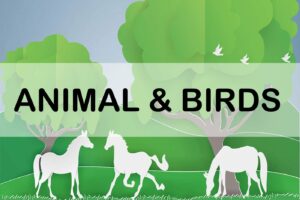 Animals / Birds