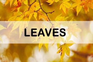 Leaves