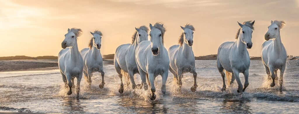 Seven Running Horses -, 7 Horses HD phone wallpaper | Pxfuel