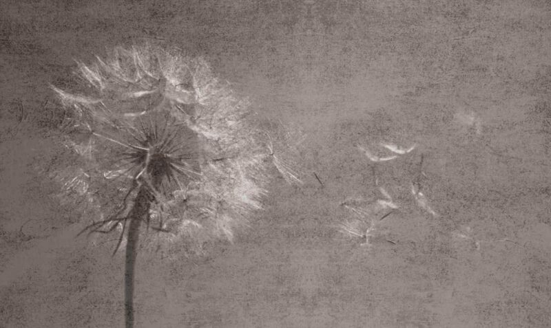 Dandelion seed on vintage background wallpaper 2